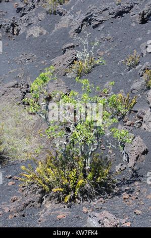 Pioneer species of plants including cacti, ferns and lichens begin to Stock Photo - Alamy