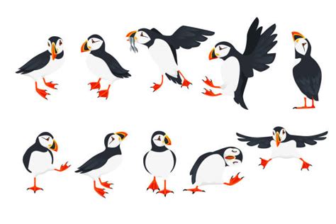 1,000+ Puffin Stock Illustrations, Royalty-Free Vector Graphics & Clip ...