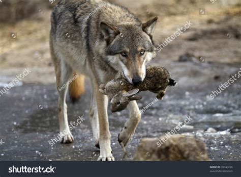 Wolf Hunting Stock Photo 70340296 - Shutterstock