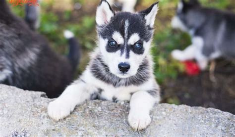 Blue Heeler Husky Mix Breed: All You Need To Know | ThePetsTome