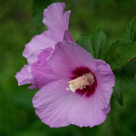 Buy Affordable Rose of Sharon bush - Hibiscus syriacus - Arbor Day Foundation