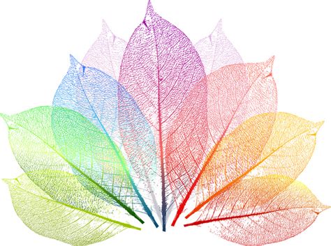 Colorful leaf Free vector in Adobe Illustrator ai ( .ai ) vector illustration graphic art design ...