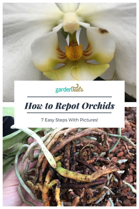 Orchids 102: repotting to keep them happy - GardenTails | Repotting orchids, Orchids, Orchids ...