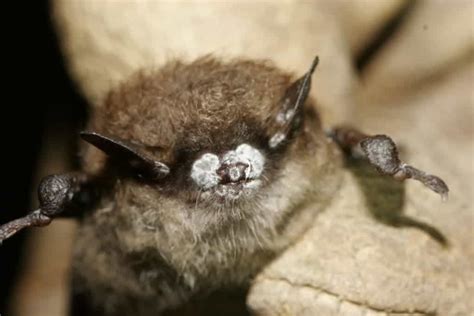 Pest-controlling Bats provide a service worth at least $1bn