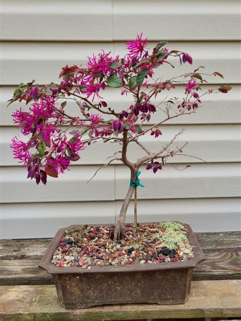 Chinese Fringe Flower Bonsai Tree Care Guide (Loropetalum chinense) - Bonsai Tree Gardener