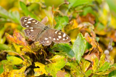 Butterflies in autumn | Dorset Butterflies