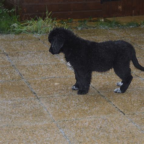 Training Your Newfoundland Puppy Early - Big Dog Little Adventures