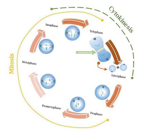 What is the Difference Between Cell Proliferation and Cell Differentiation - Pediaa.Com