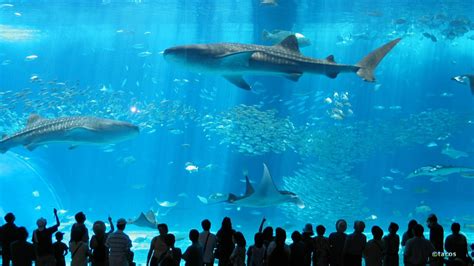 Okinawa Churaumi Aquarium in Japan - Facts Pod