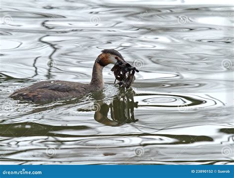 Great Crested Grebe with Nesting Material Stock Photo - Image of ...