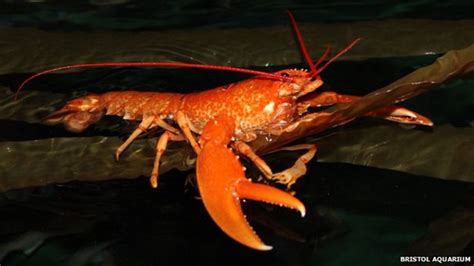 'Incredibly rare' orange lobster rehomed in Bristol - BBC News