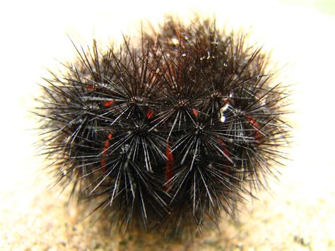 Giant Leopard Moth Caterpillar (Ecpantheria scribonia) at Powdermill Nature Reserve. Image ...