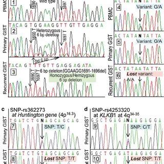 Evolution from a heterozygous to a homozygous KIT -activation mutation ...