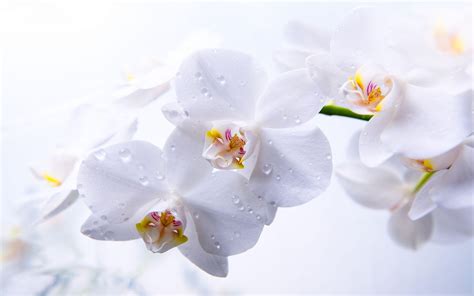 White Orchid Wallpapers - Wallpaper Cave