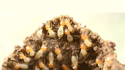 Crafting A DIY Non-Toxic Termite Bait Recipe ⋆ TermiteHQ