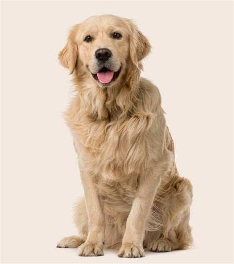 Golden Retrievers Information & Insurance Costs | ManyPets
