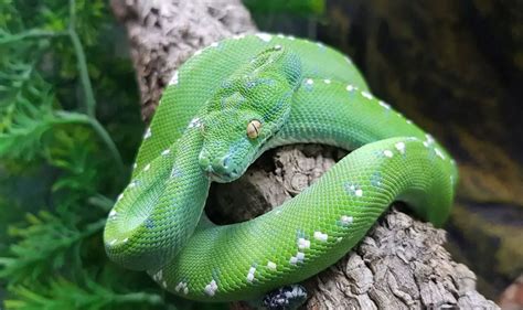 Green Tree Python Care Sheet | Reptiles' Cove