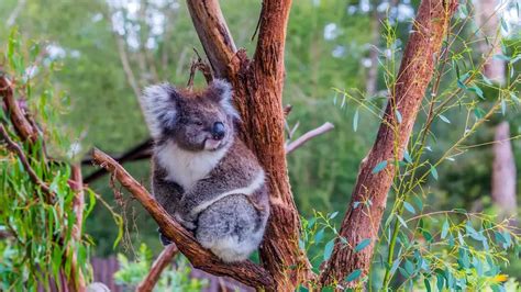 Koala Names (599 Awesome Naming Ideas) - Blog Of Tom