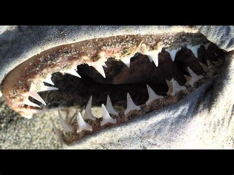 Salmon Shark Teeth - YouTube