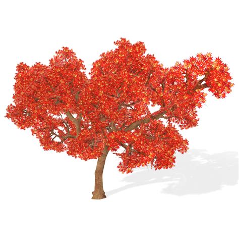 3d Rendering Japanese Maple Tree Isolated On Transparent Background, Maple Tree, Yellow Leaves ...