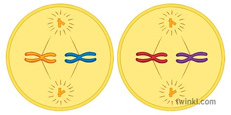 Metaphase II Meiosis Illustration - Twinkl