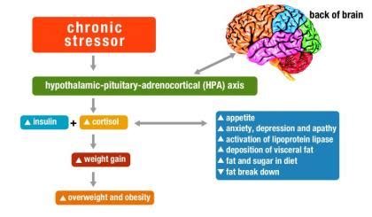 Exercise, Endorphins, and Stress - Yin and Yang