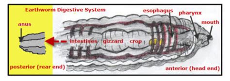 Earthworm: Digestive System - VanCleave's Science Fun