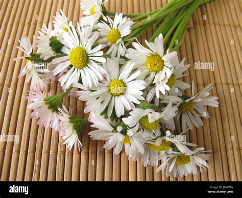 a bouquet of daisies Stock Photo - Alamy