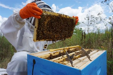 Bee Farming: Make Huge Profit By Honey Bee Farming Business