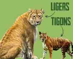 Liger Vs Tigon OR Tigon Vs Liger