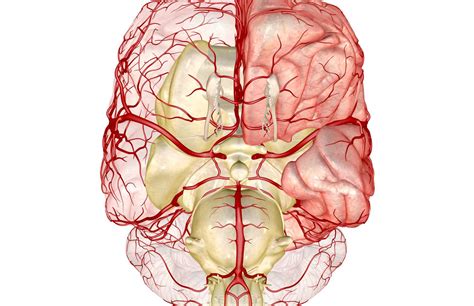 Posterior Communicating Artery (PCOM): Anatomy, Function