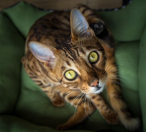 15 Fascinating Facts About Bengal Cats | PetPress