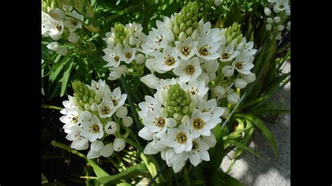 Cultivo de Flores Estrella de Belén - TvAgro por Juan Gonzalo Angel ...