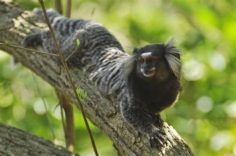 Common marmoset (Callithrix jacchus) - ZooChat