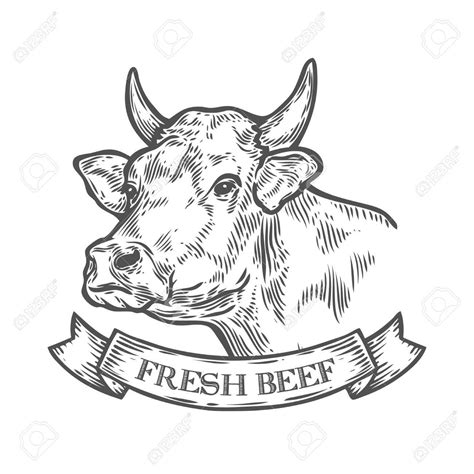 Beef Cow Drawing at GetDrawings | Free download