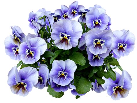 Pansy Spring Blossom · Free photo on Pixabay