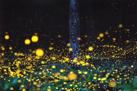 Firefly Forest, Japanese – InspirationSeek.com