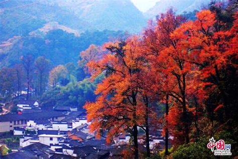 Picturesque autumn scenery of Changxi Village in Wuyuan(1/7 ...