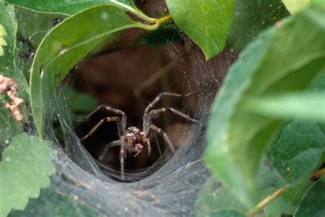 Northern Funnel Web Spider