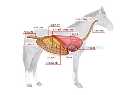 ANIMAL KINGDOM :: UNGULATE MAMMALS :: HORSE :: ANATOMY OF A HORSE image ...