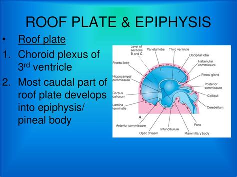 PPT - DEVELOPMENT OF PROSENCEPHALON PowerPoint Presentation, free download - ID:4934794