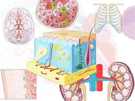 Free 3000 Professionally Illustrated Medical Graphics