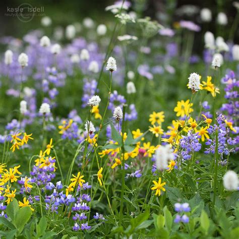 Woodland Flowers by kasieisdell on DeviantArt