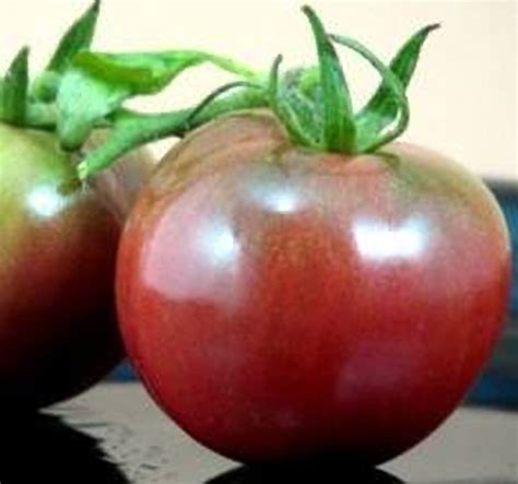 Tomato Black Prince