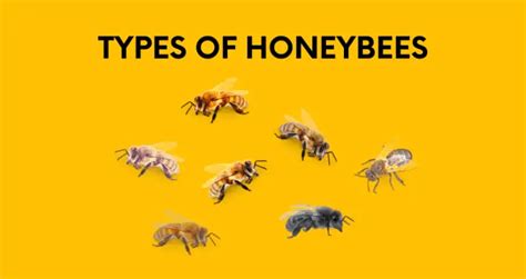 Types of Honey Bees: Identifying the Varying Types of Bees