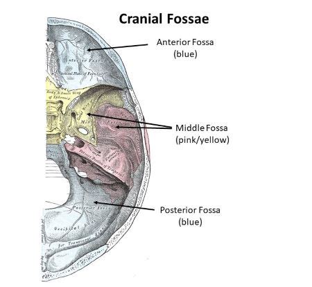 Which structure of the brain rests upon the posterior cranial fossa? a ...