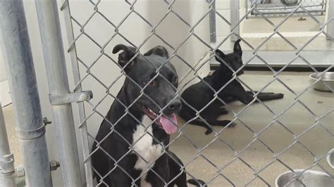 Texas News | Central Texas animal shelters face full kennels | kcentv.com