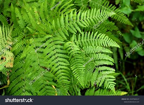 Naturally Growing Fern Pteridophyta Turkey Army Stock Photo 2147564117 | Shutterstock