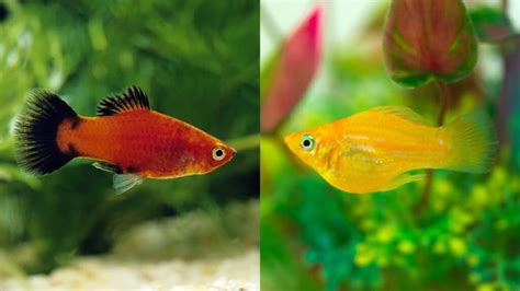 Platies and Mollies: Their Similarities and Differences