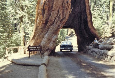 USA Product40 GIANT SEQUOIA Sequoiadendron Giganteum Sierra Redwood ...